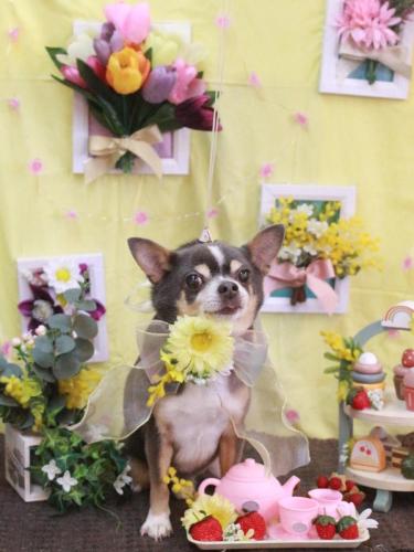 20230311メルくん